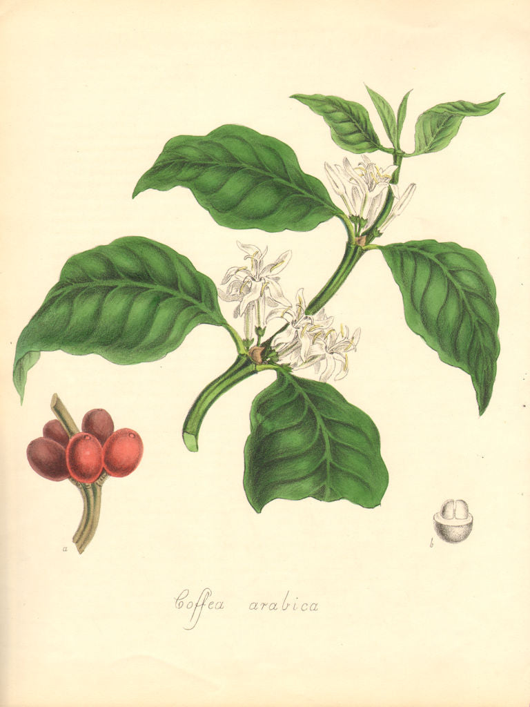 PLANTAE UTILIORES. Arabian Coffee Tree (Coffea Arabica) Hand colour.BURNETT 1842